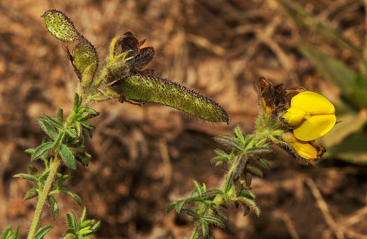 Adenocarpus mannii Adenocarpus mannii