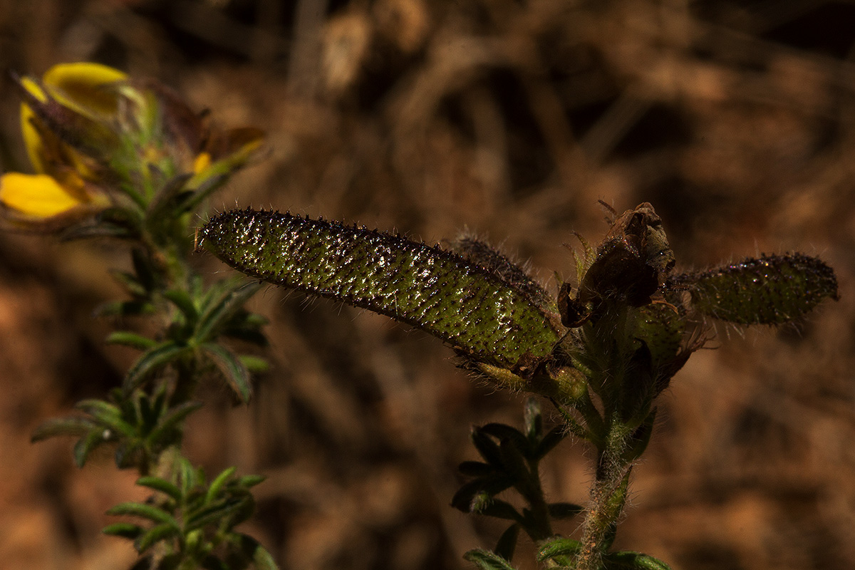 Adenocarpus mannii Adenocarpus mannii