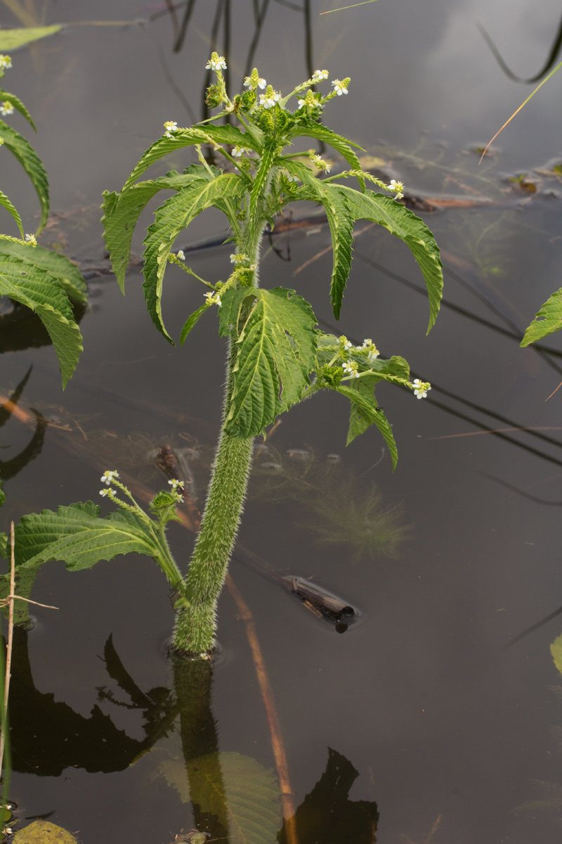 Caperonia fistulosa Caperonia fistulosa