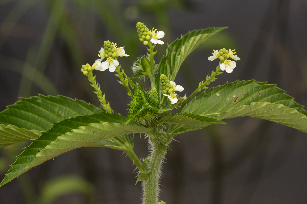 Caperonia fistulosa Caperonia fistulosa