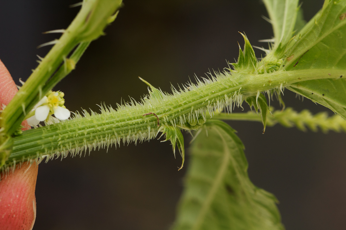 Caperonia fistulosa Caperonia fistulosa