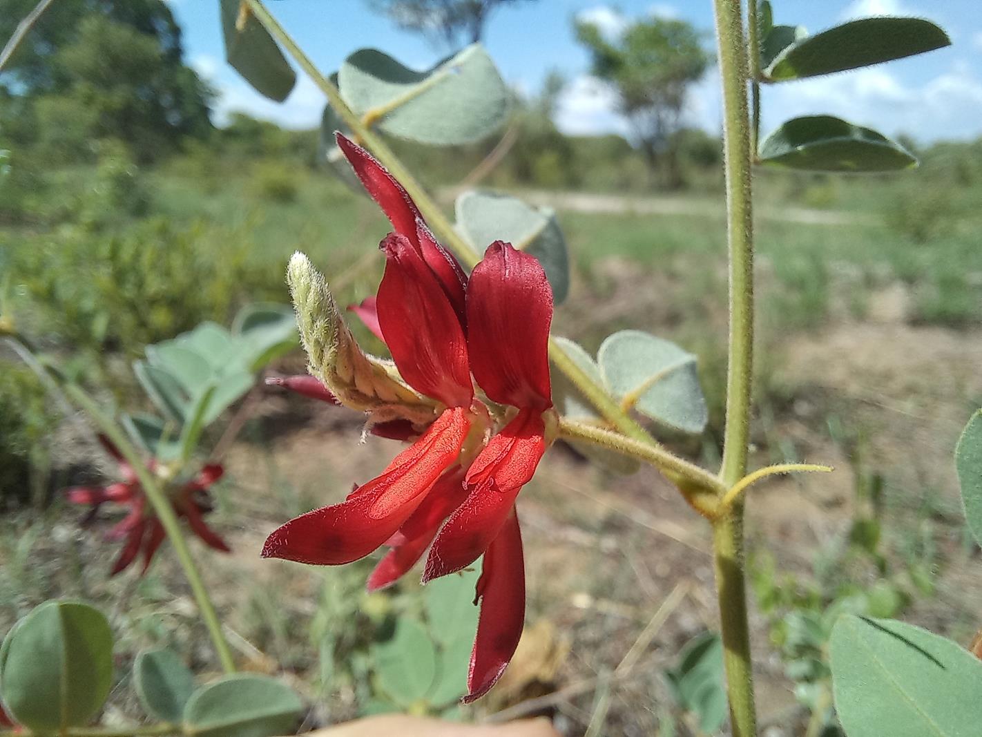 Indigofera baumiana