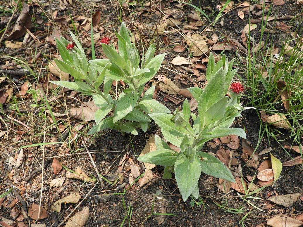 Pleiotaxis antunesii