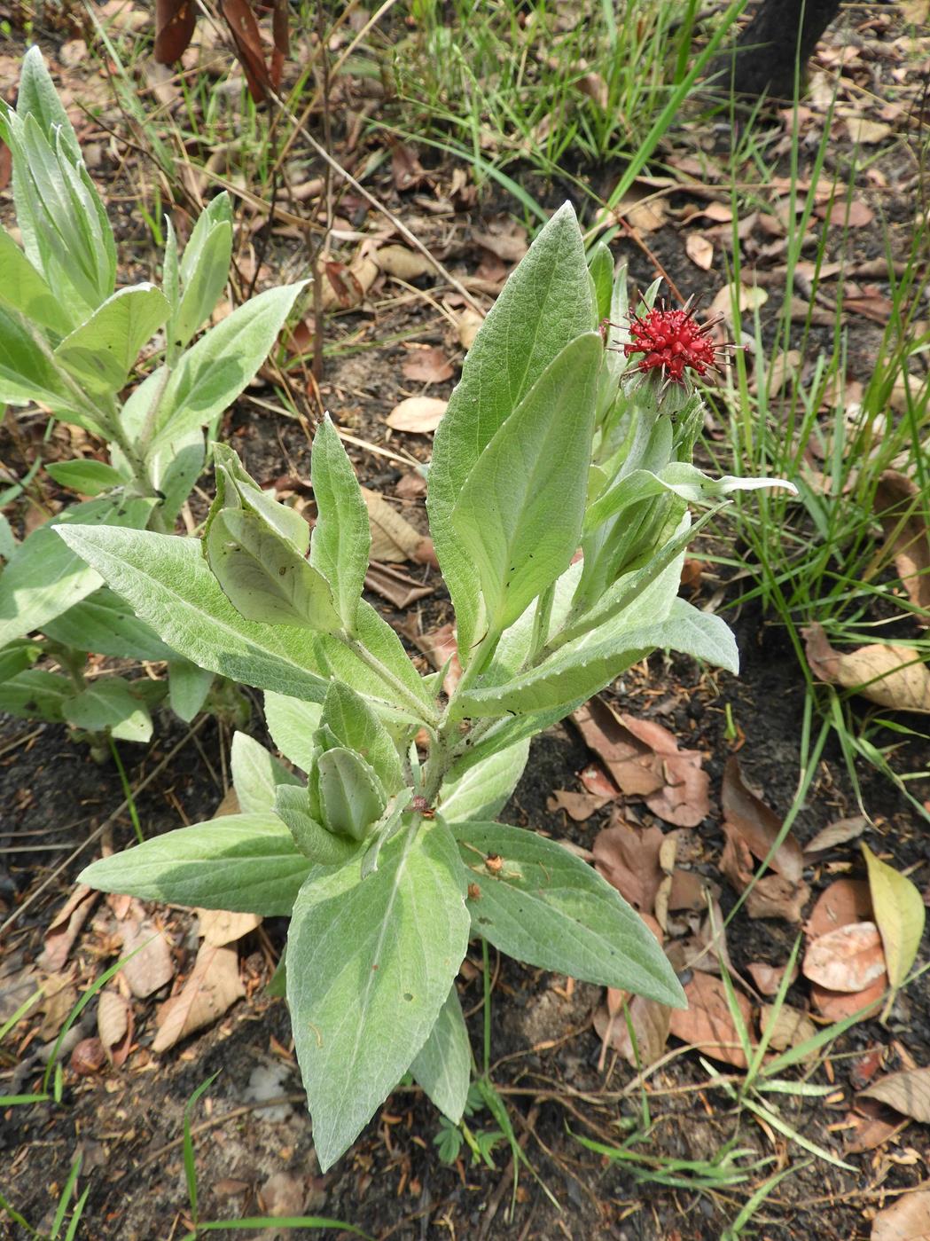 Pleiotaxis antunesii