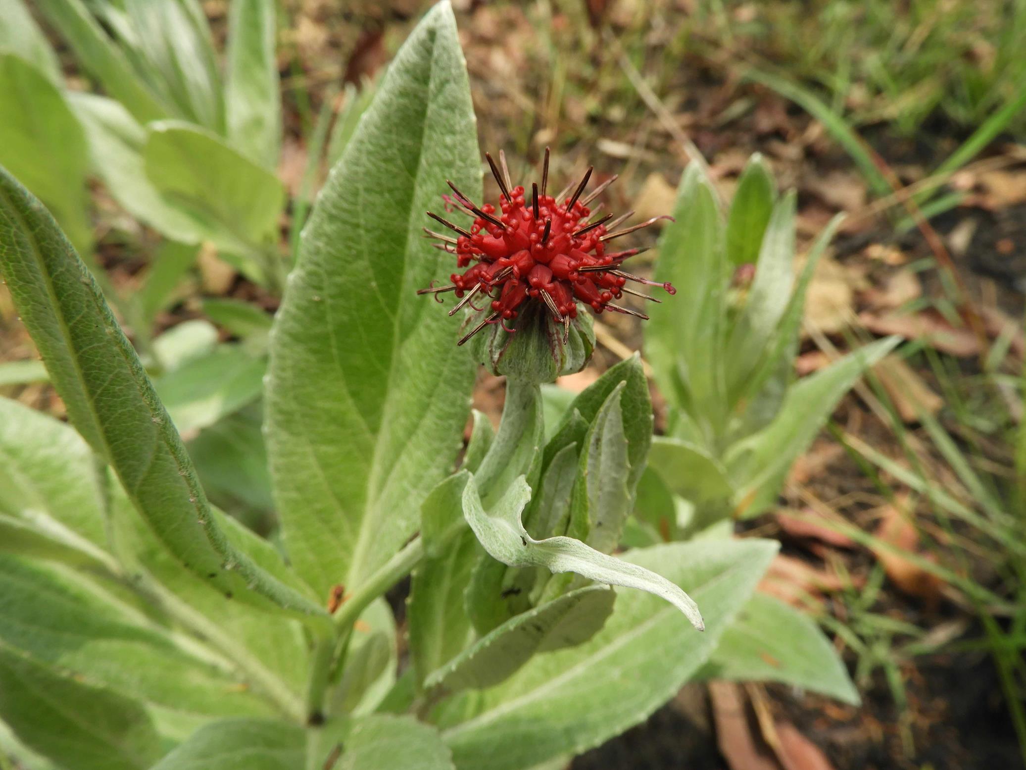 Pleiotaxis antunesii