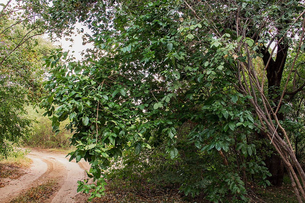 Vangueria cyanescens