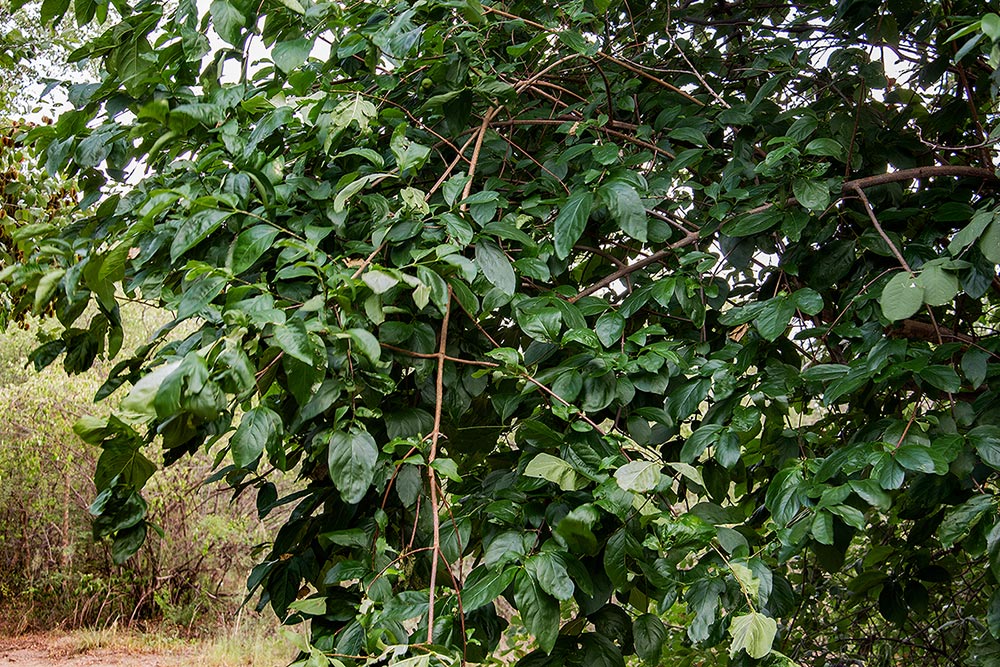 Vangueria cyanescens