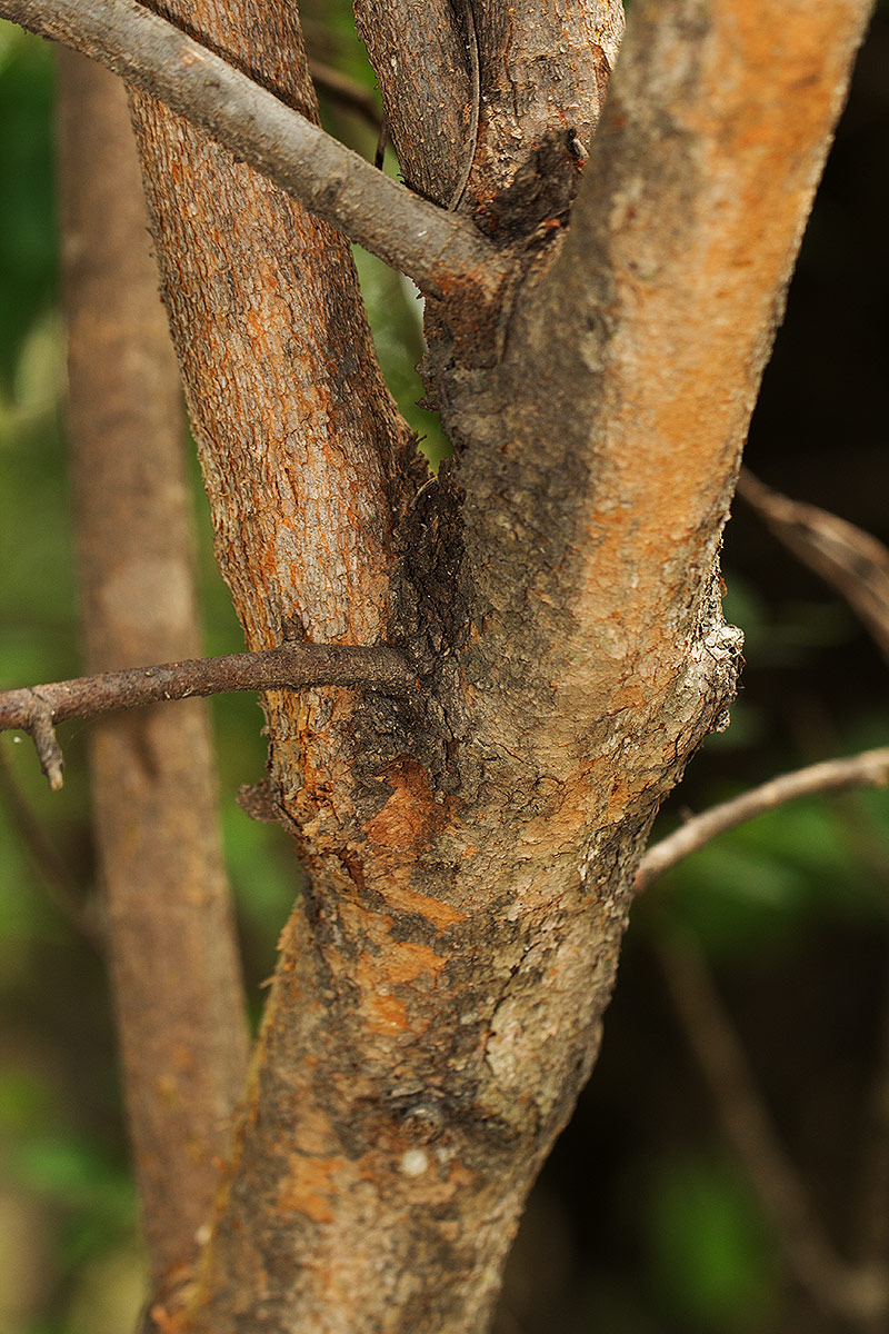 Vangueria cyanescens
