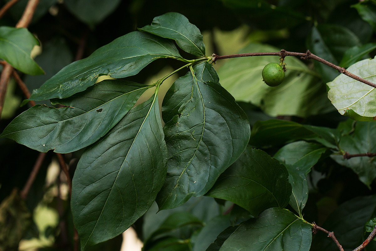 Vangueria cyanescens