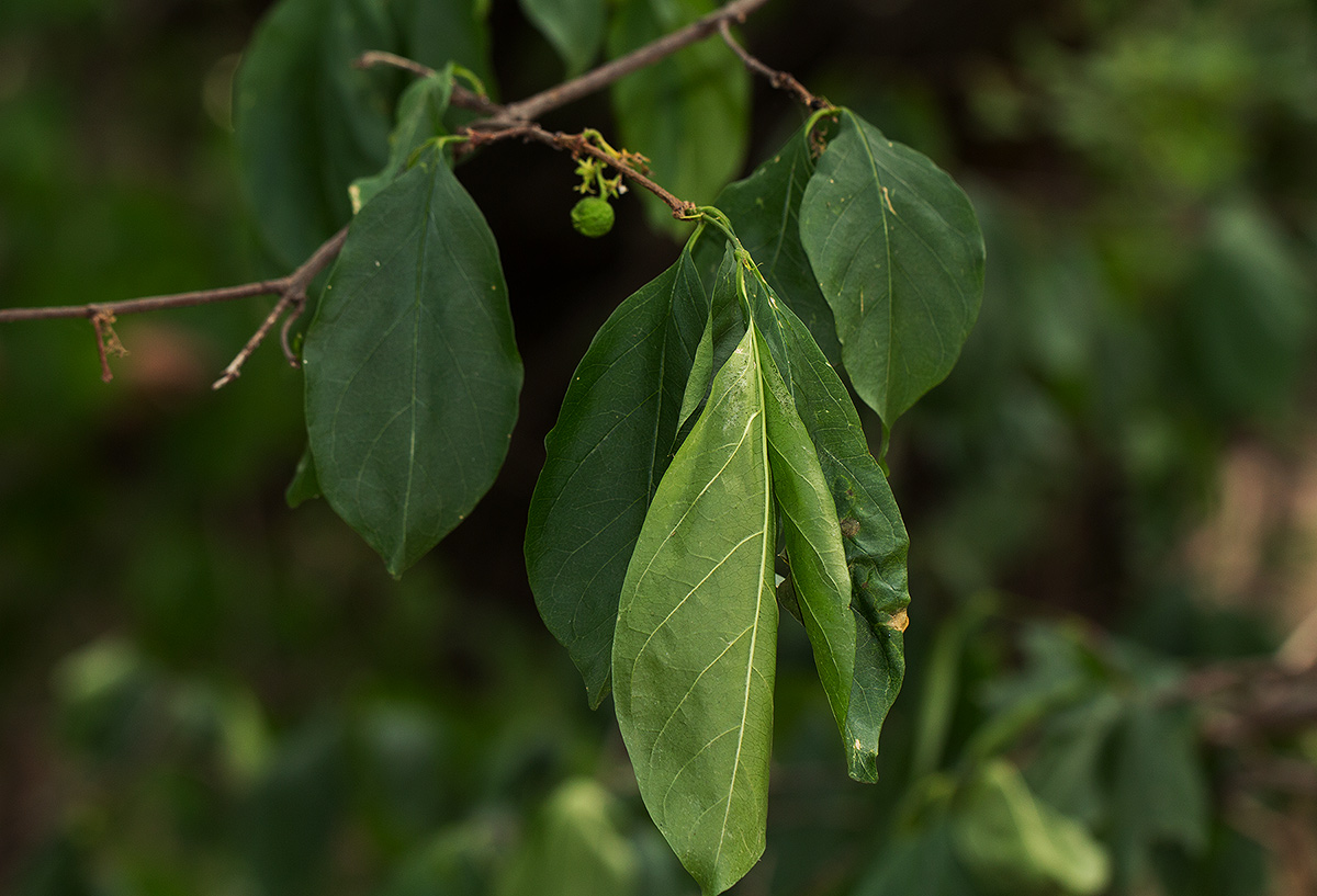 Vangueria cyanescens