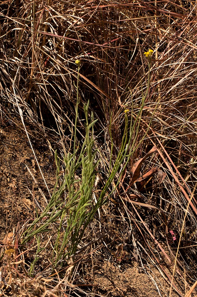 Nidorella spartioides Nidorella spartioides