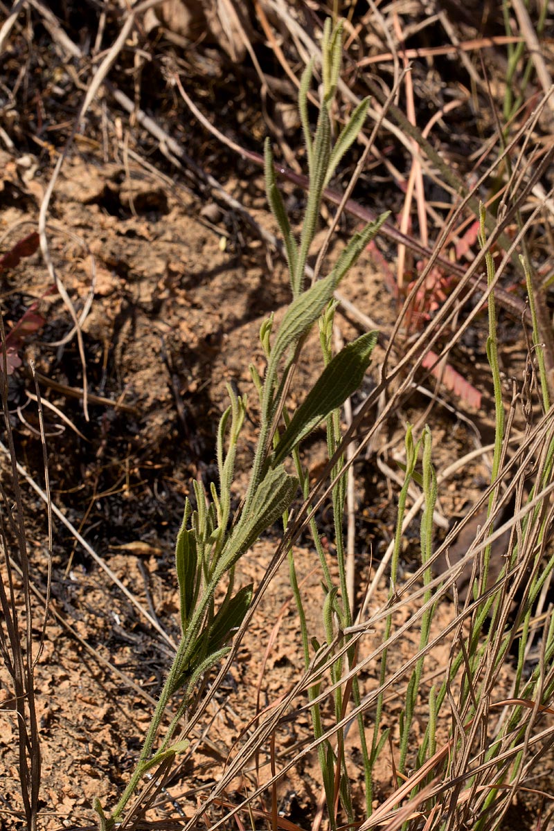 Nidorella spartioides Nidorella spartioides