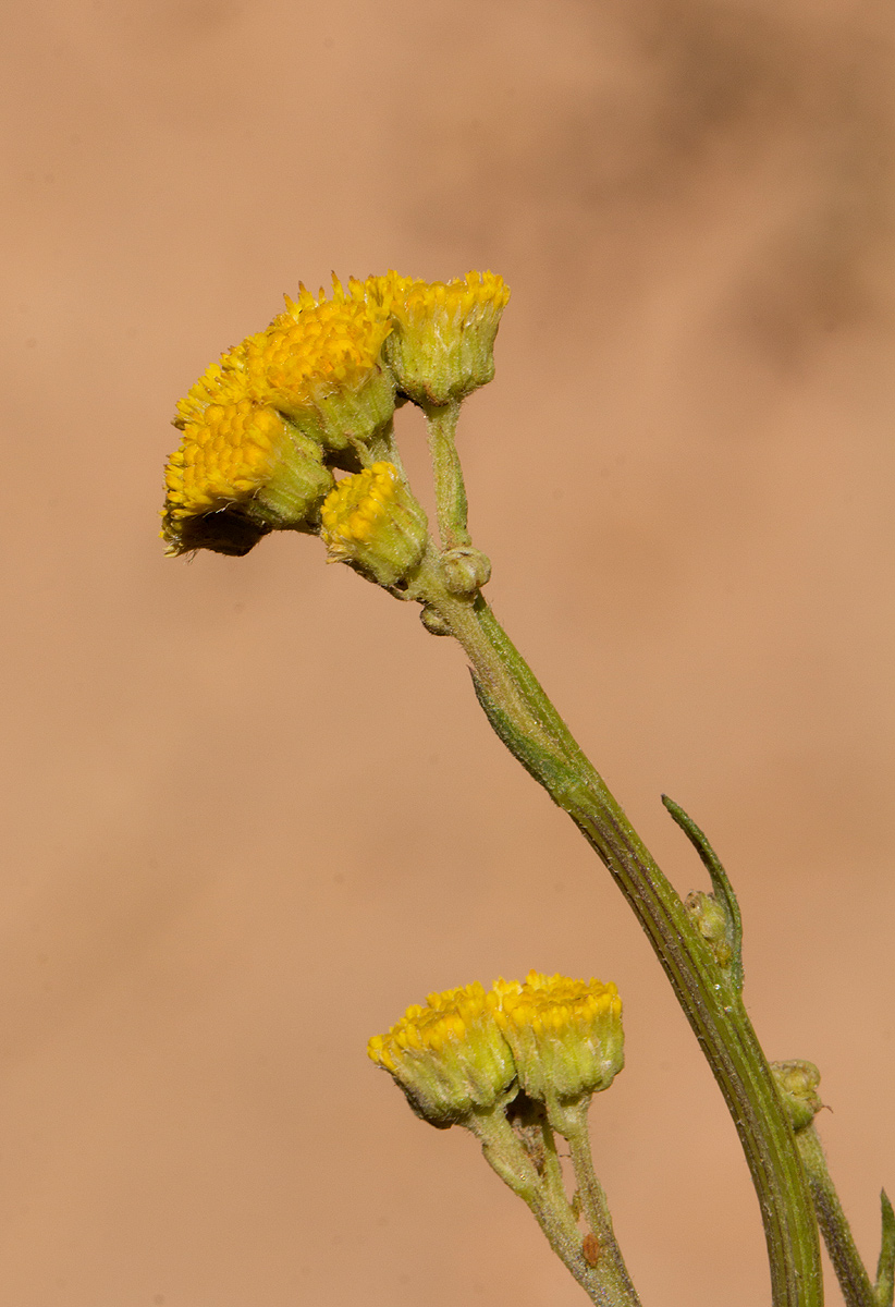 Nidorella spartioides Nidorella spartioides