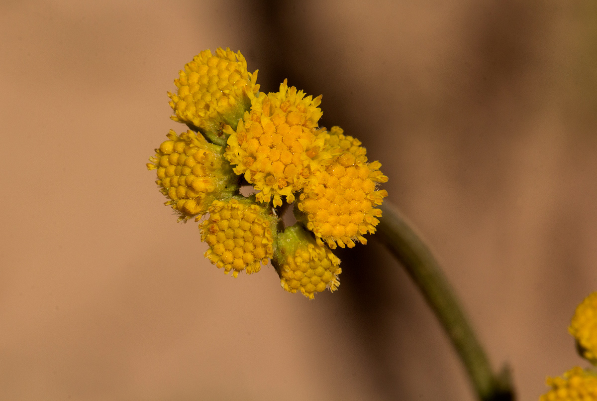 Nidorella spartioides Nidorella spartioides