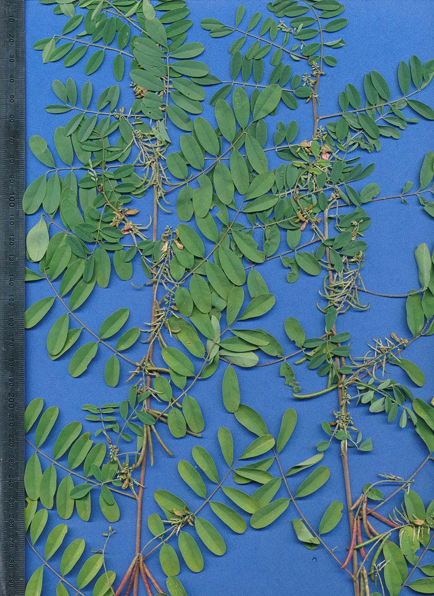 Indigofera tinctoria var. tinctoria