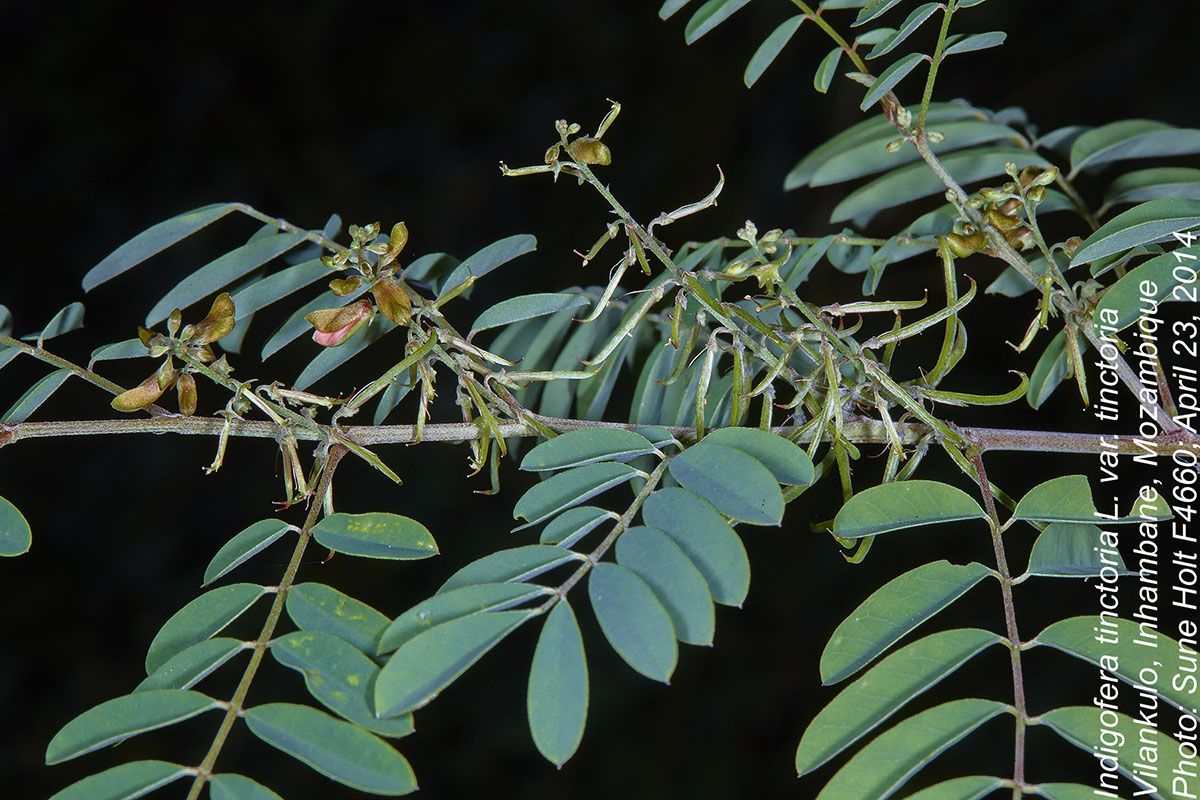 Indigofera tinctoria var. tinctoria