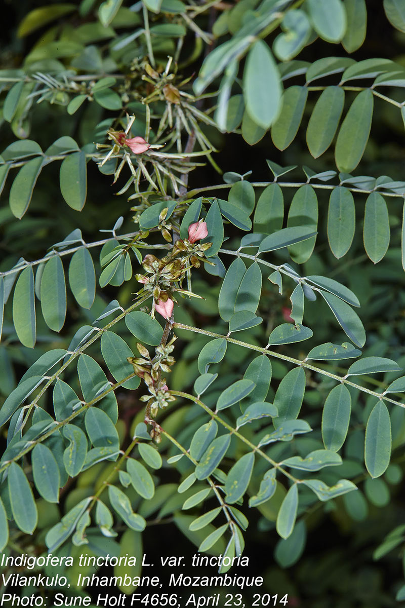 Indigofera tinctoria var. tinctoria