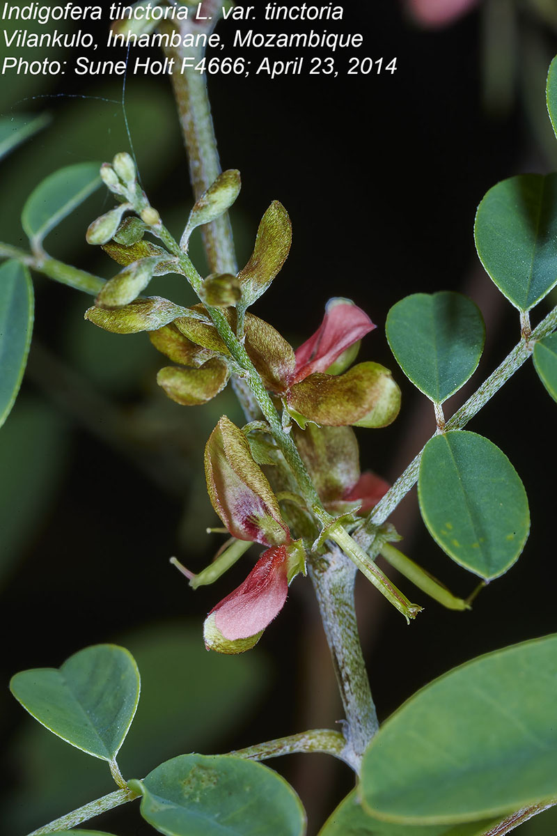 Indigofera tinctoria var. tinctoria Indigofera tinctoria var. tinctoria