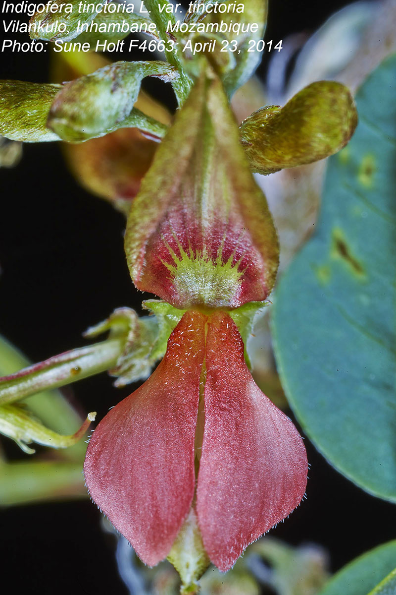 Indigofera tinctoria var. tinctoria Indigofera tinctoria var. tinctoria