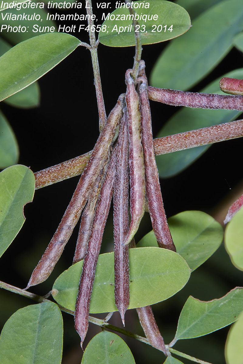 Indigofera tinctoria var. tinctoria