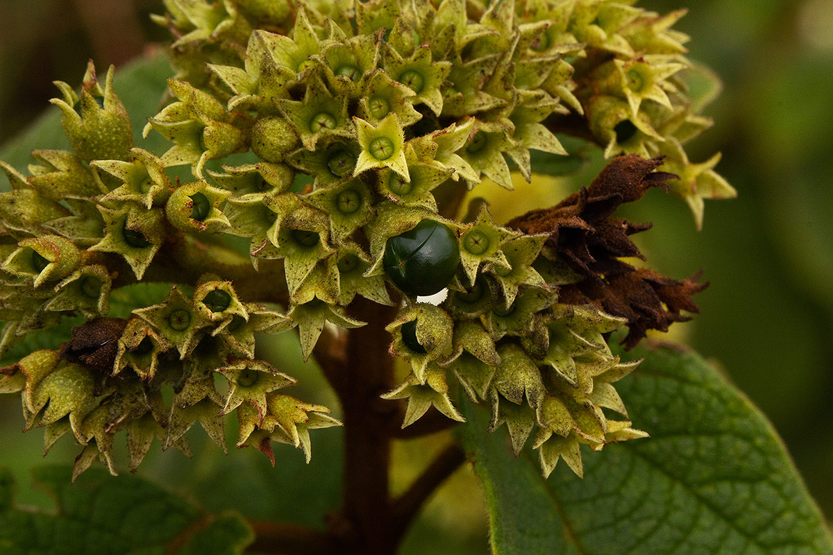 Clerodendrum johnstonii var. johnstonii