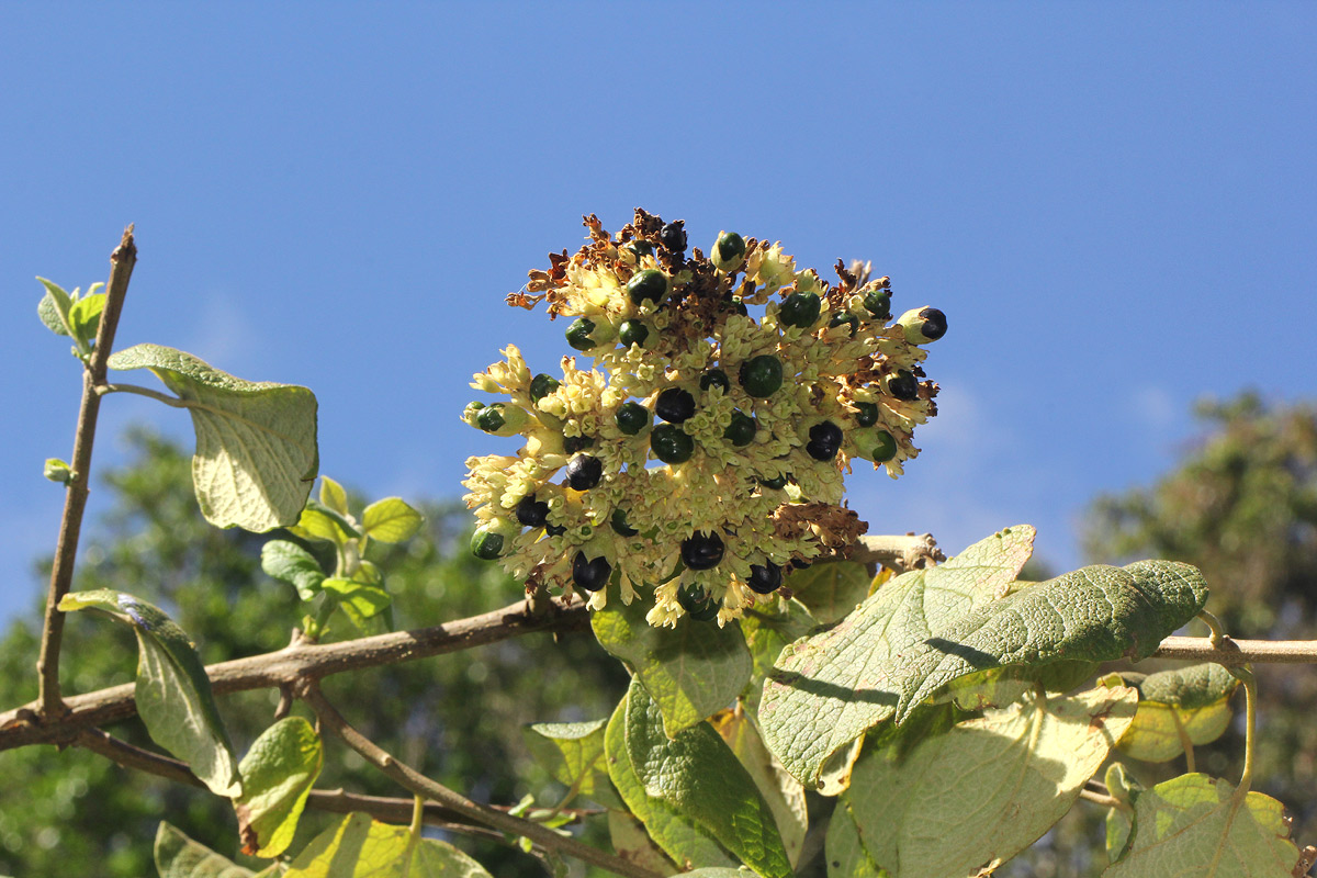 Clerodendrum johnstonii var. johnstonii