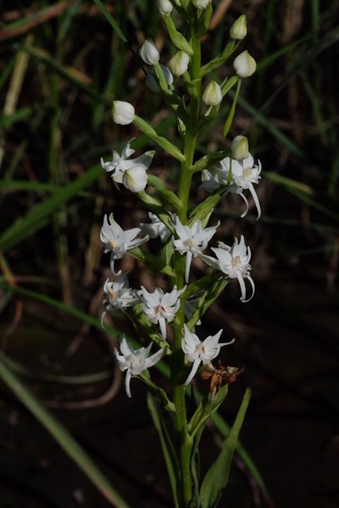 Habenaria kilimanjari