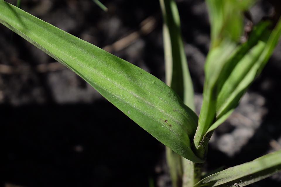 Habenaria kilimanjari