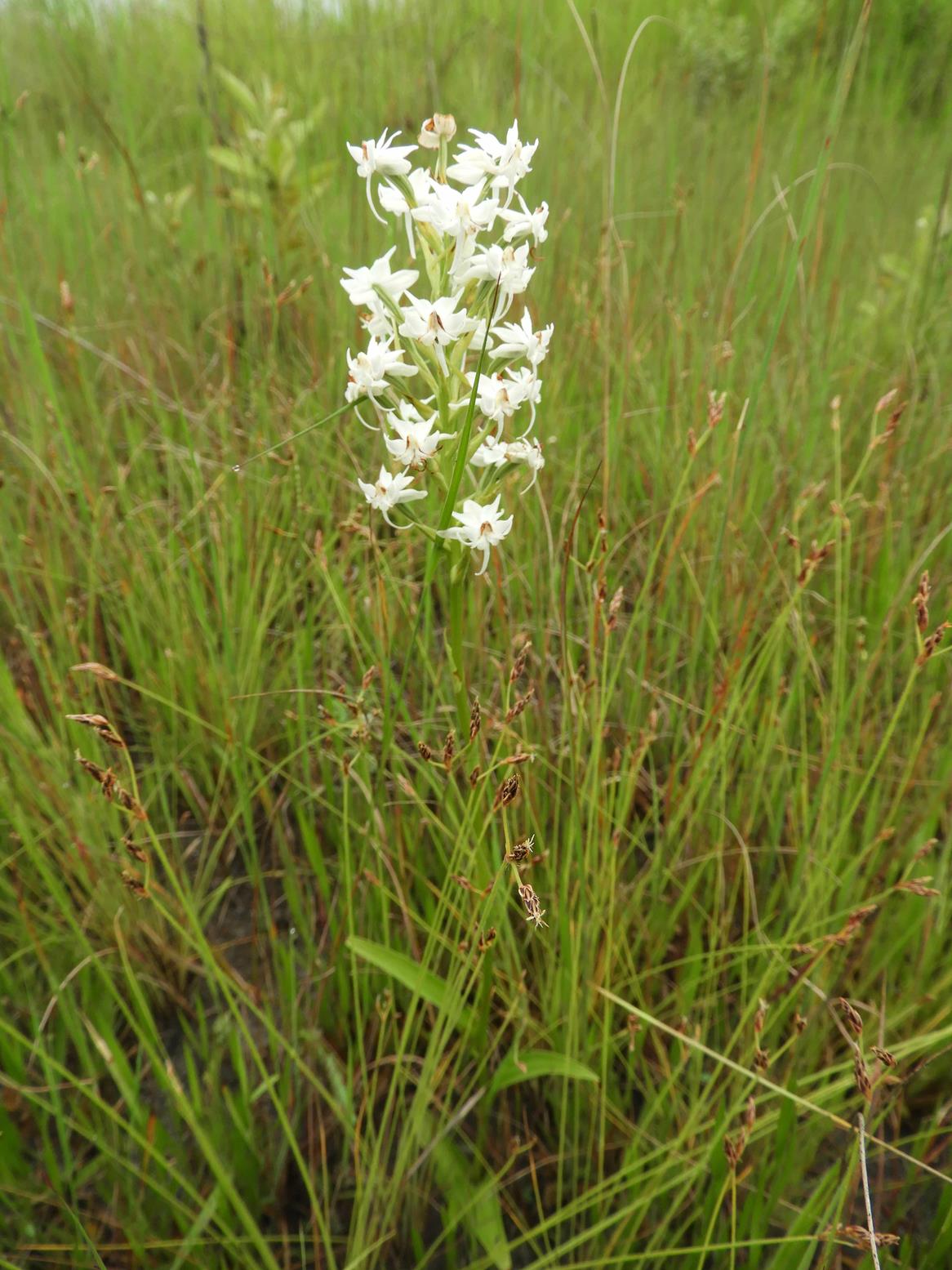 Habenaria kilimanjari