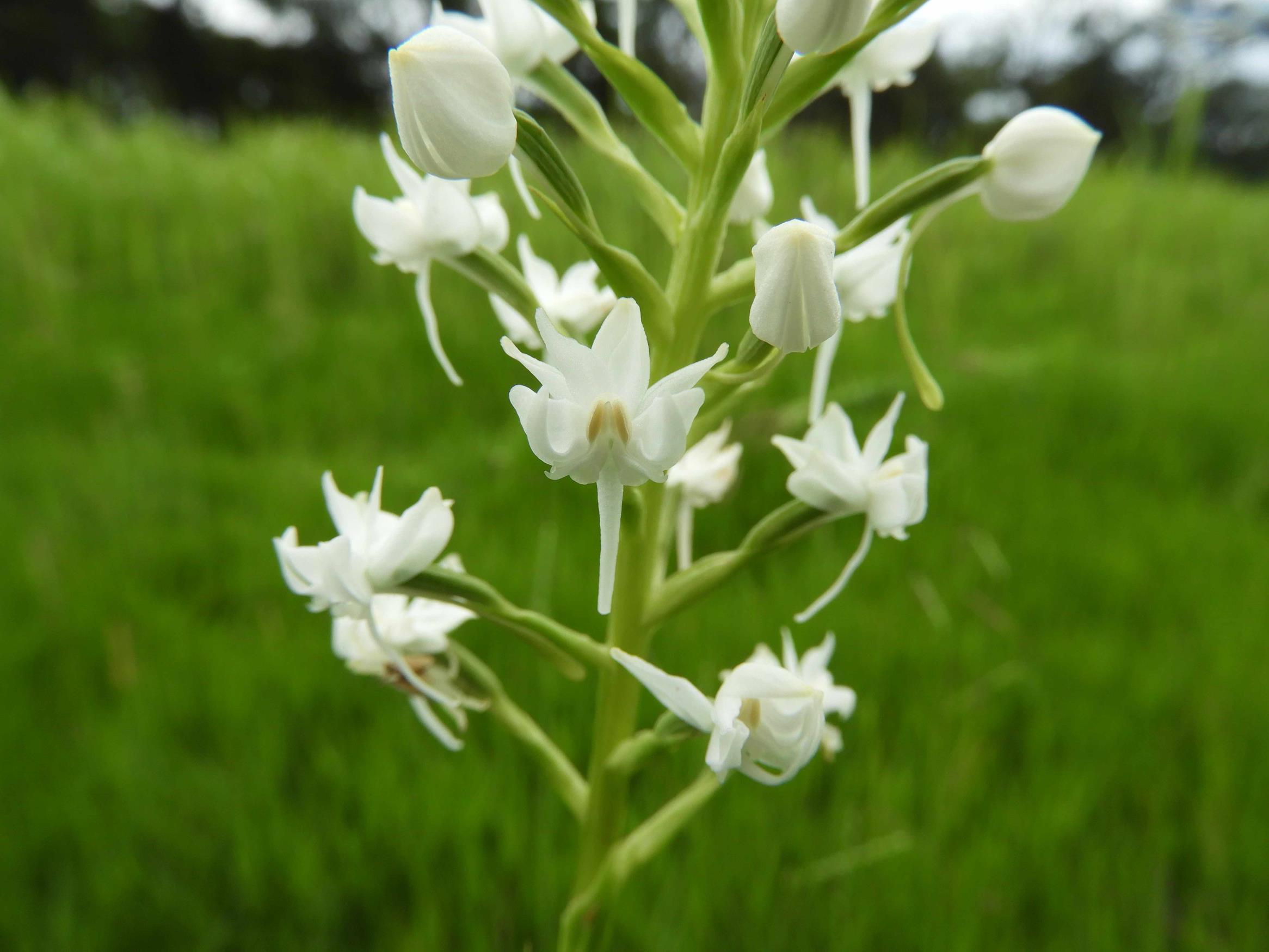 Habenaria kilimanjari