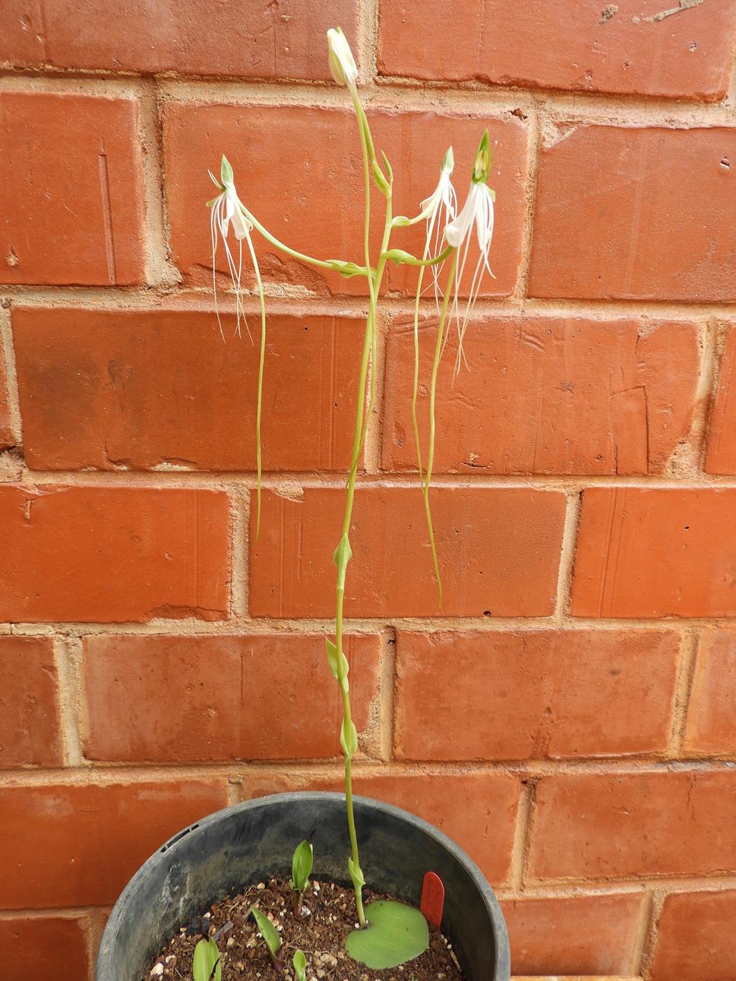 Habenaria rhopalostigma