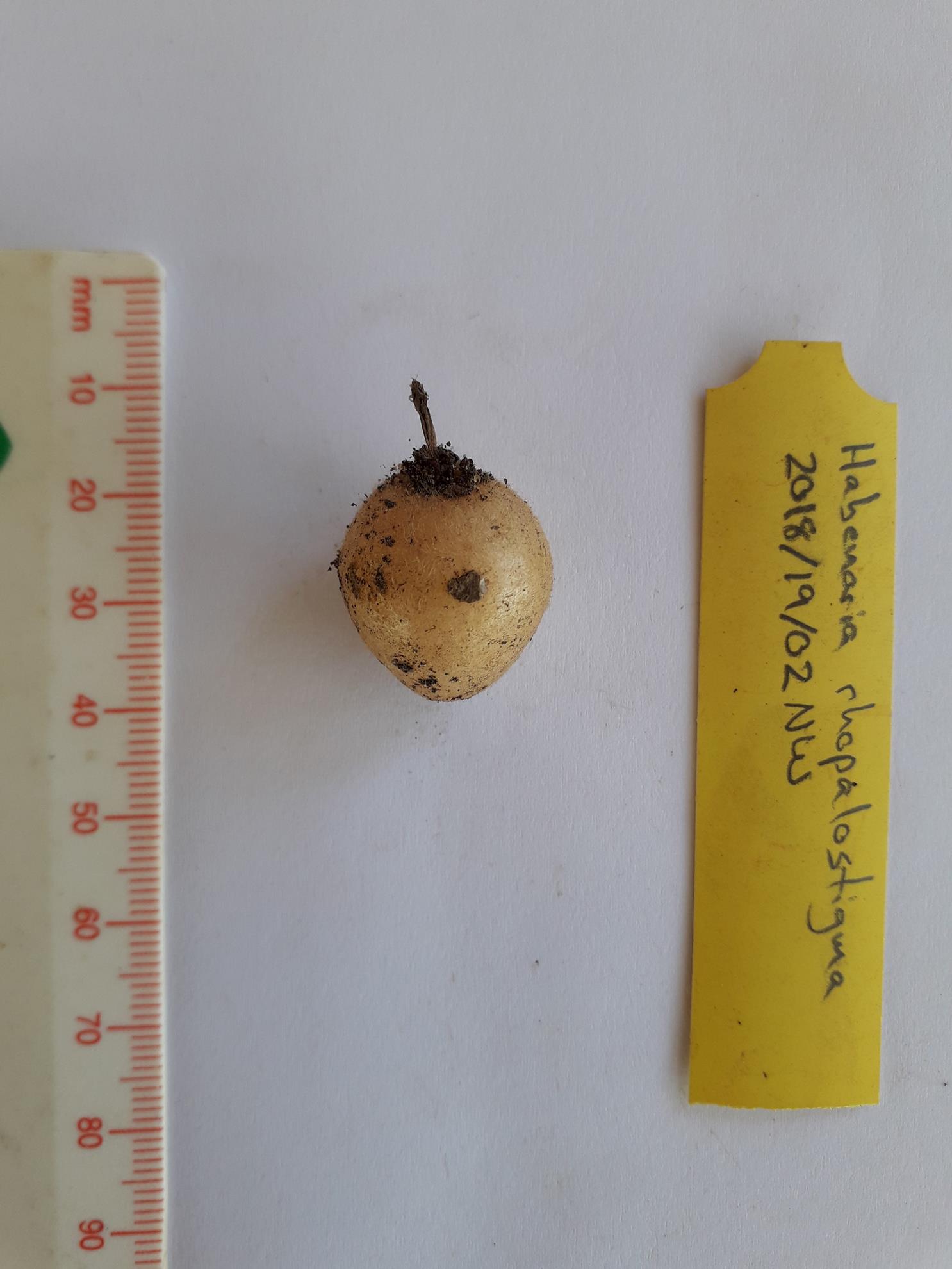 Habenaria rhopalostigma