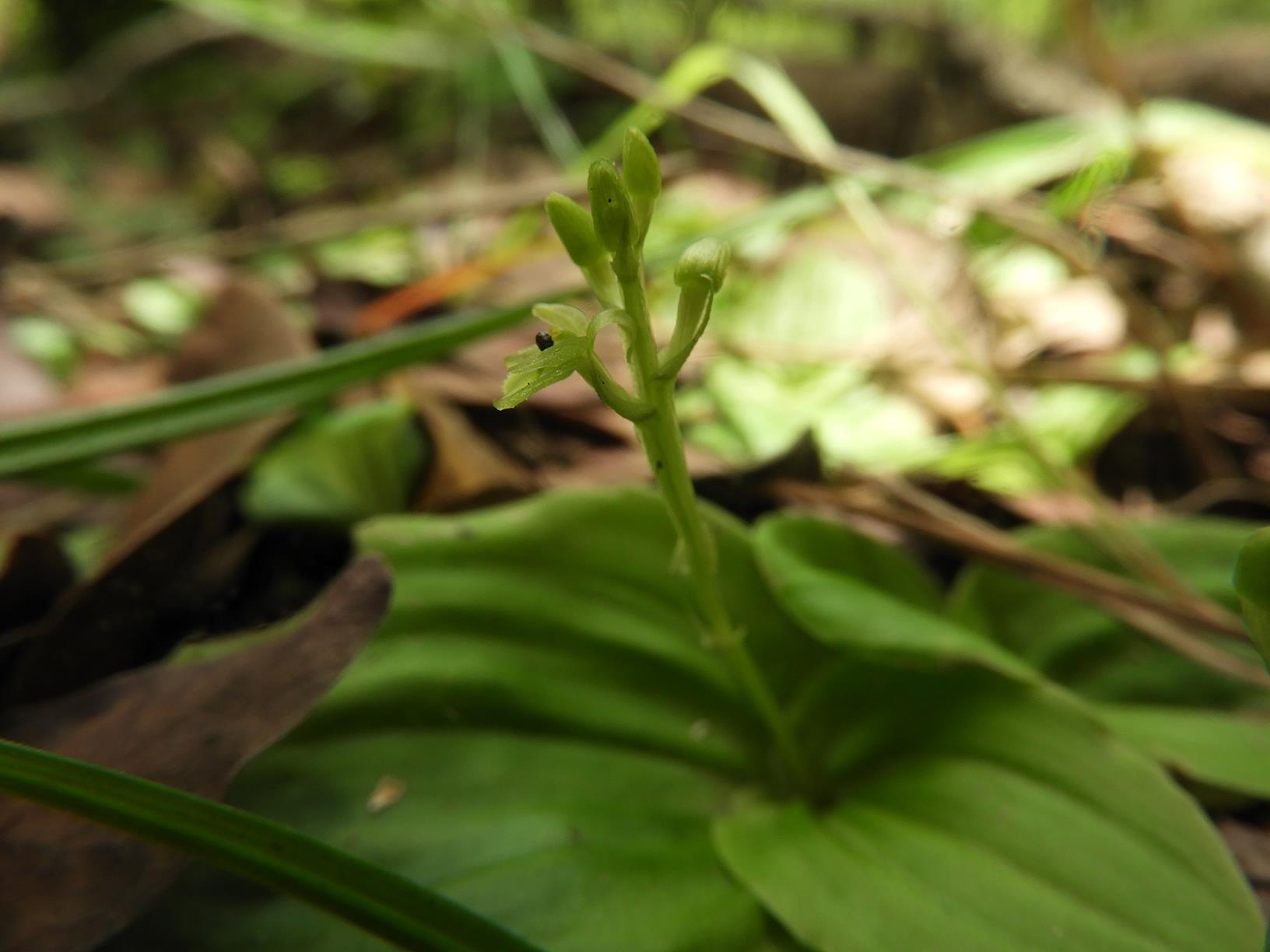 Malaxis schliebenii Malaxis schliebenii