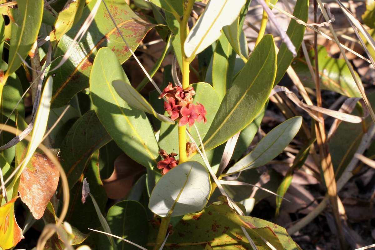 Diospyros chamaethamnus