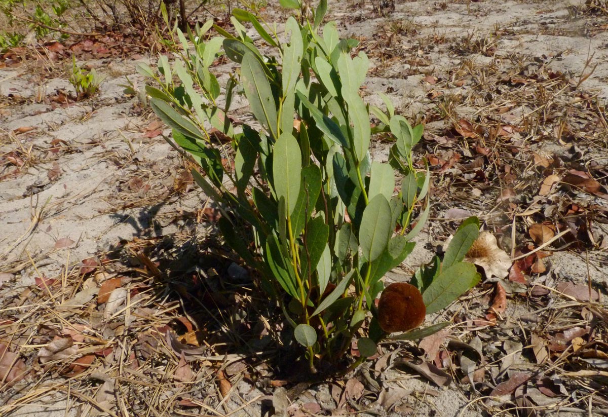 Diospyros chamaethamnus