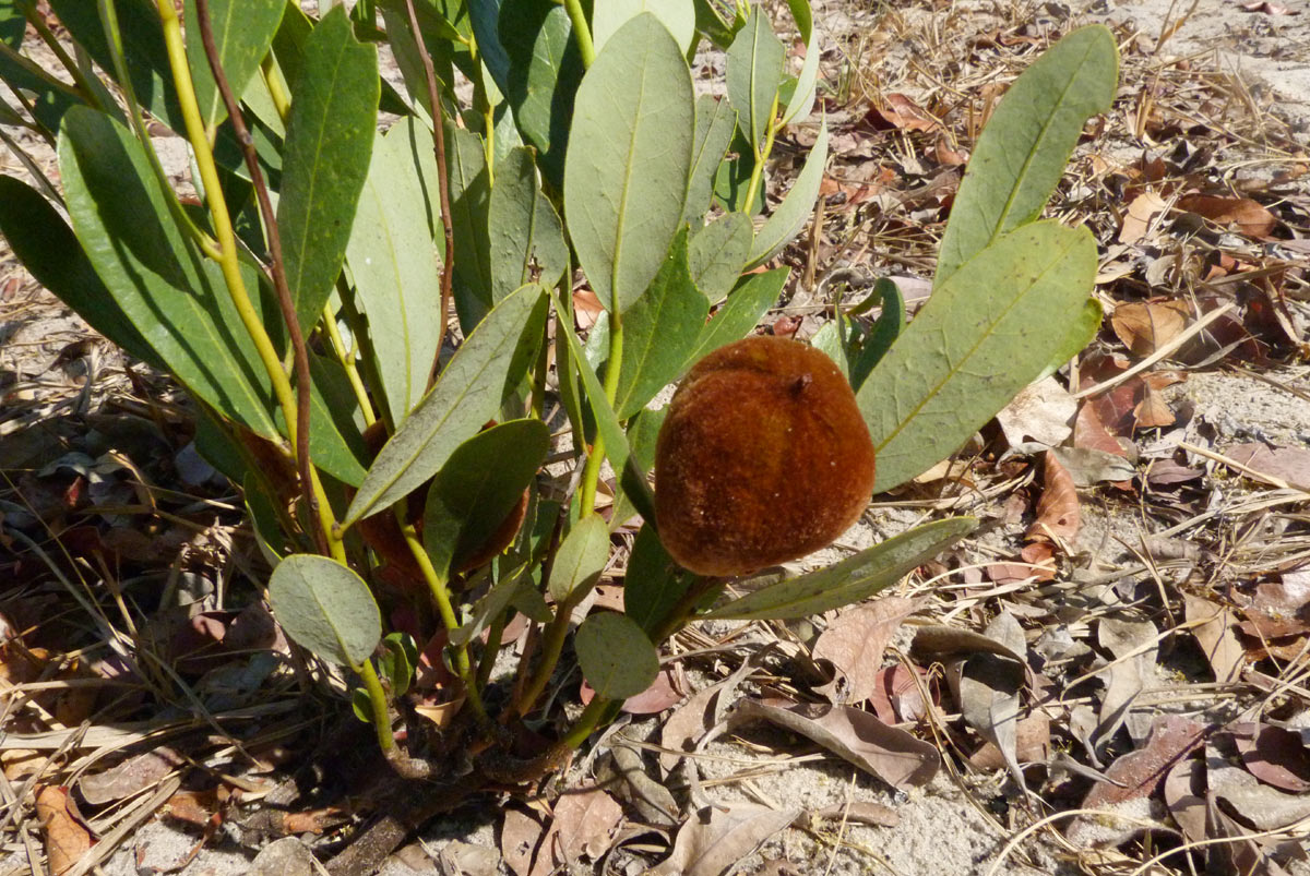 Diospyros chamaethamnus
