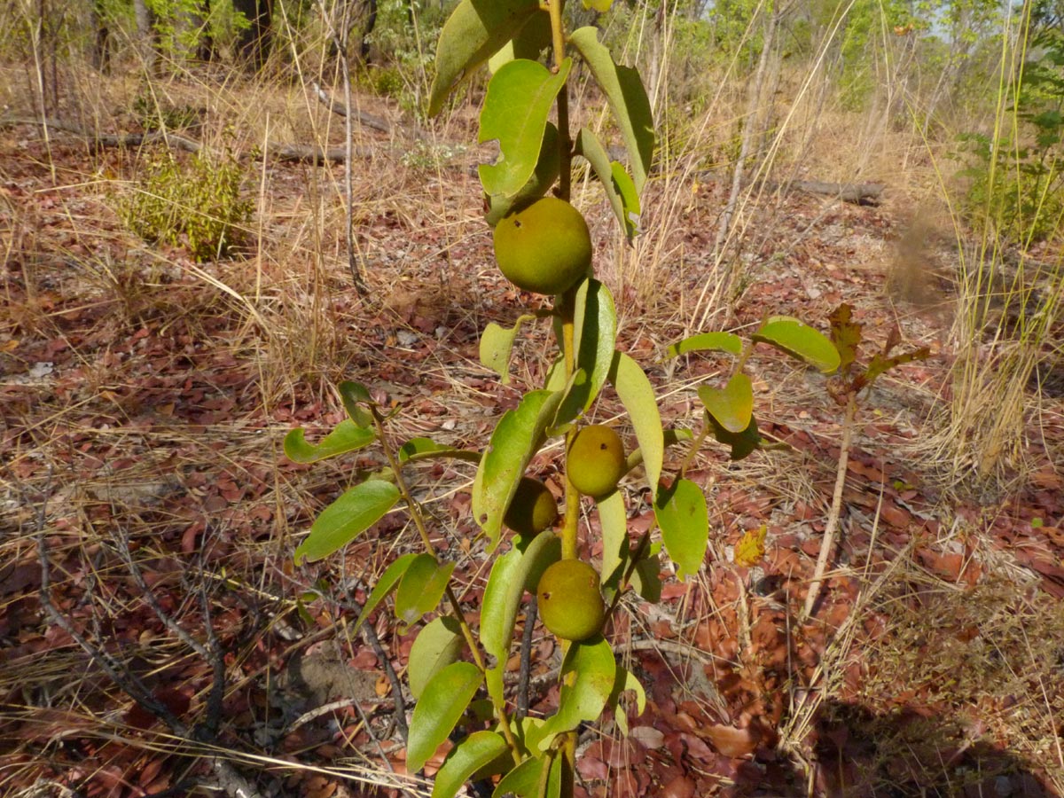 Diospyros virgata
