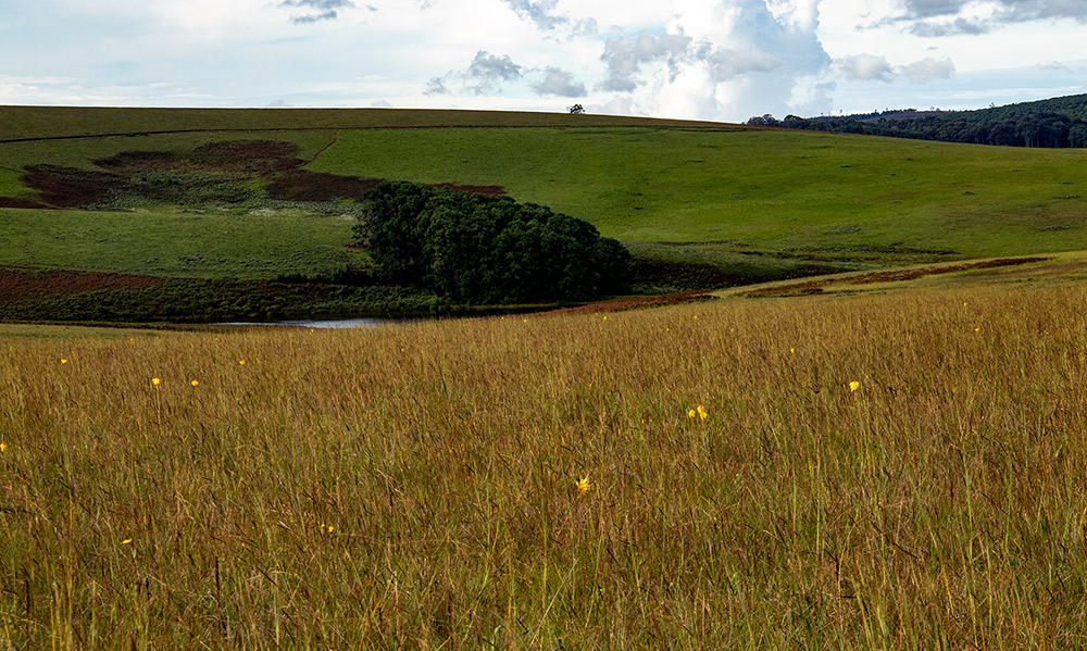 Kniphofia grantii Kniphofia grantii