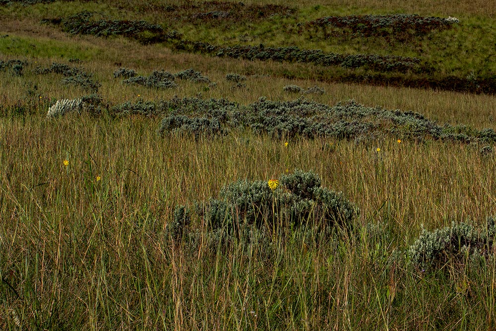 Kniphofia grantii Kniphofia grantii