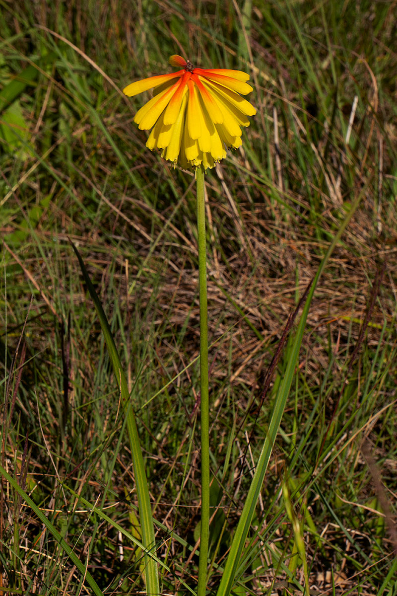 Kniphofia grantii Kniphofia grantii