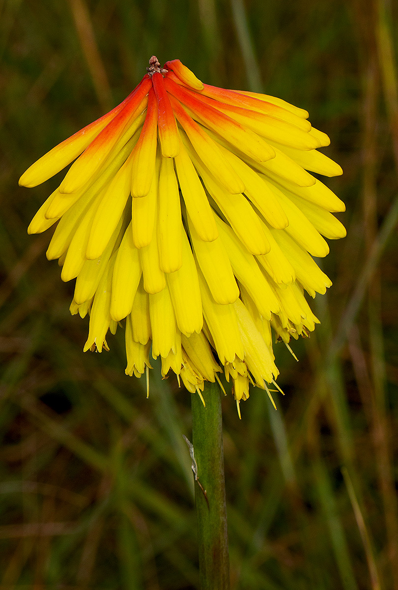 Kniphofia grantii Kniphofia grantii