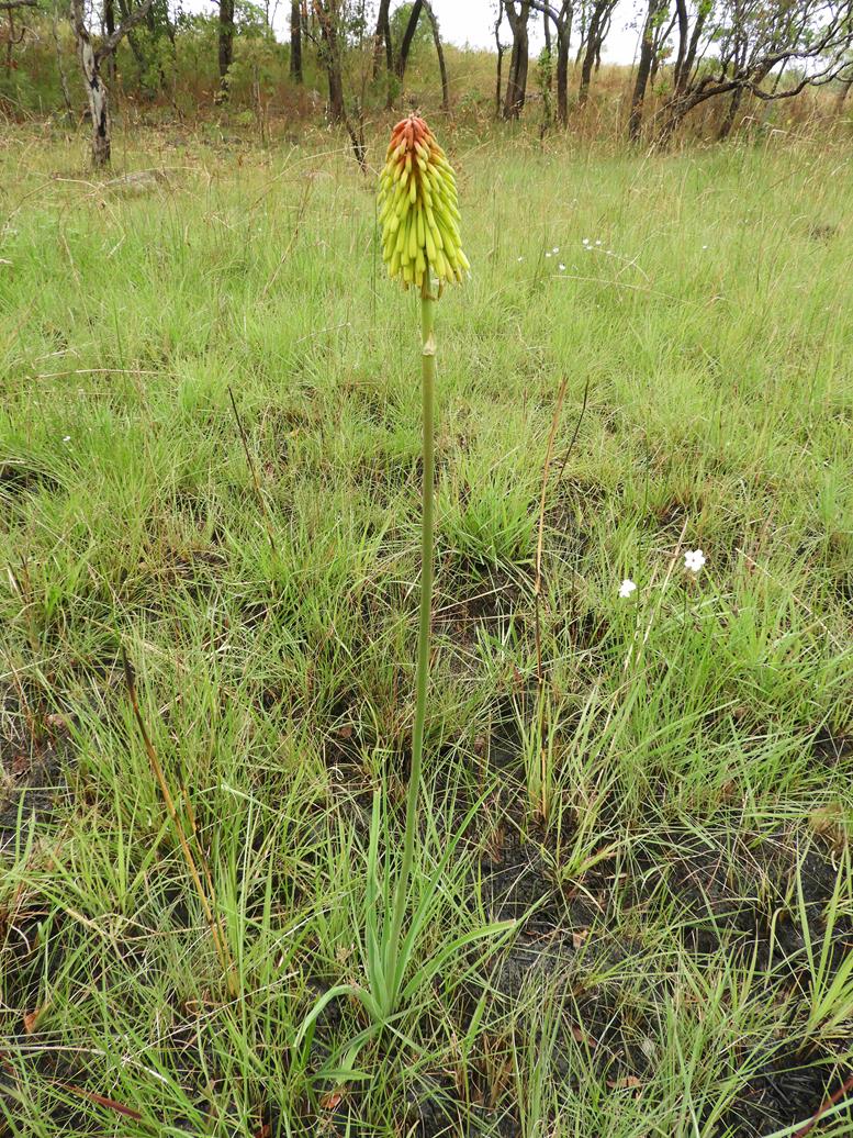 Kniphofia grantii Kniphofia grantii