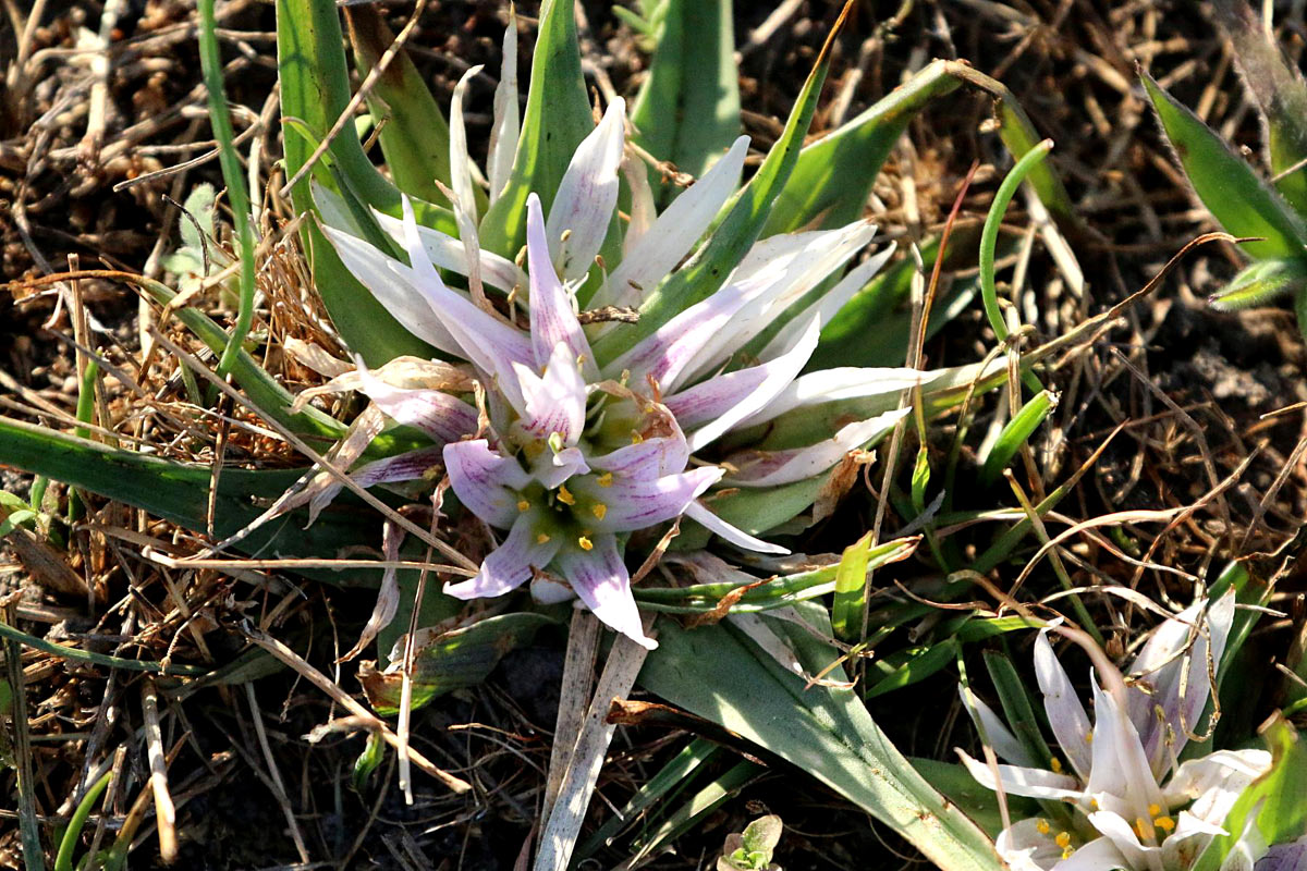 Androcymbium roseum Androcymbium roseum