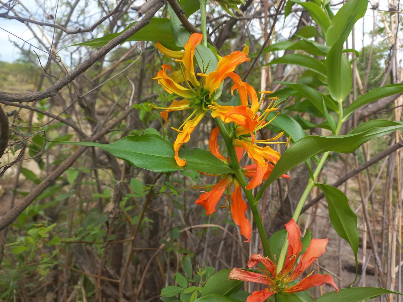 Gloriosa sessiliflora
