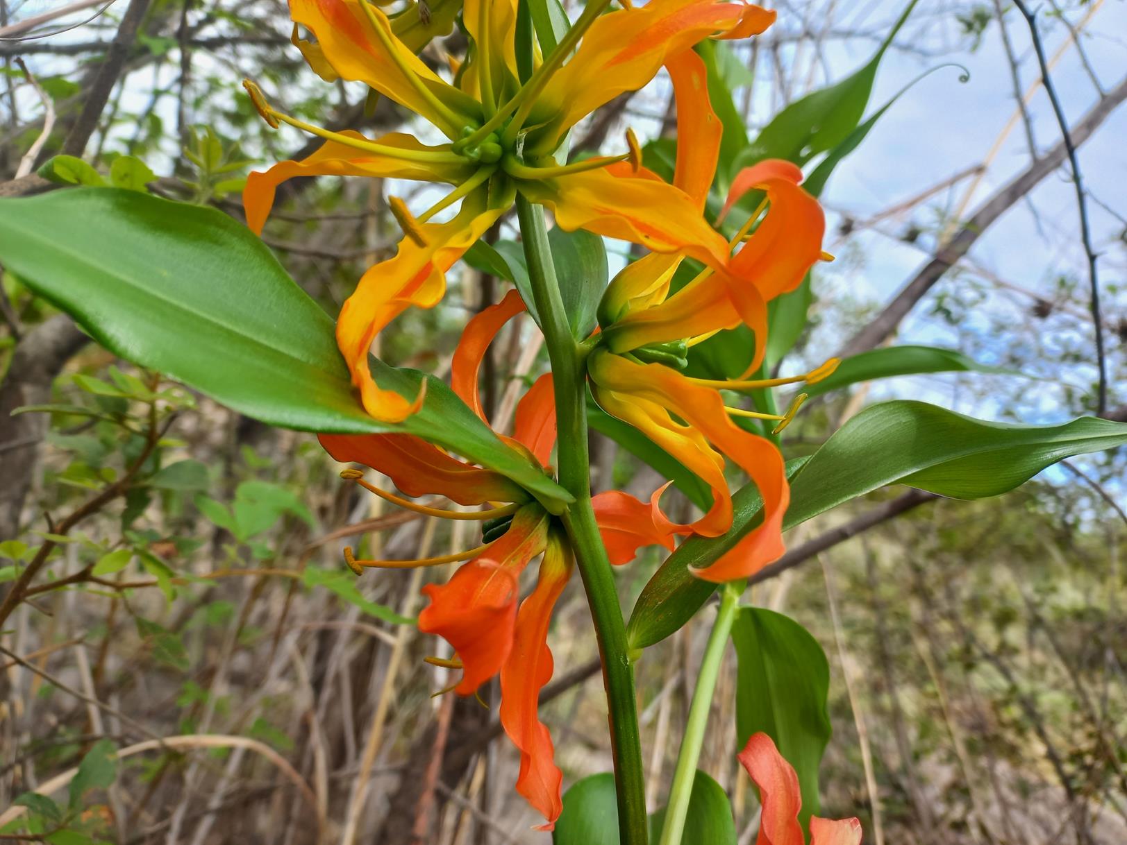 Gloriosa sessiliflora