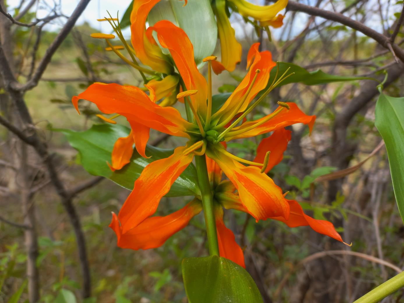 Gloriosa sessiliflora