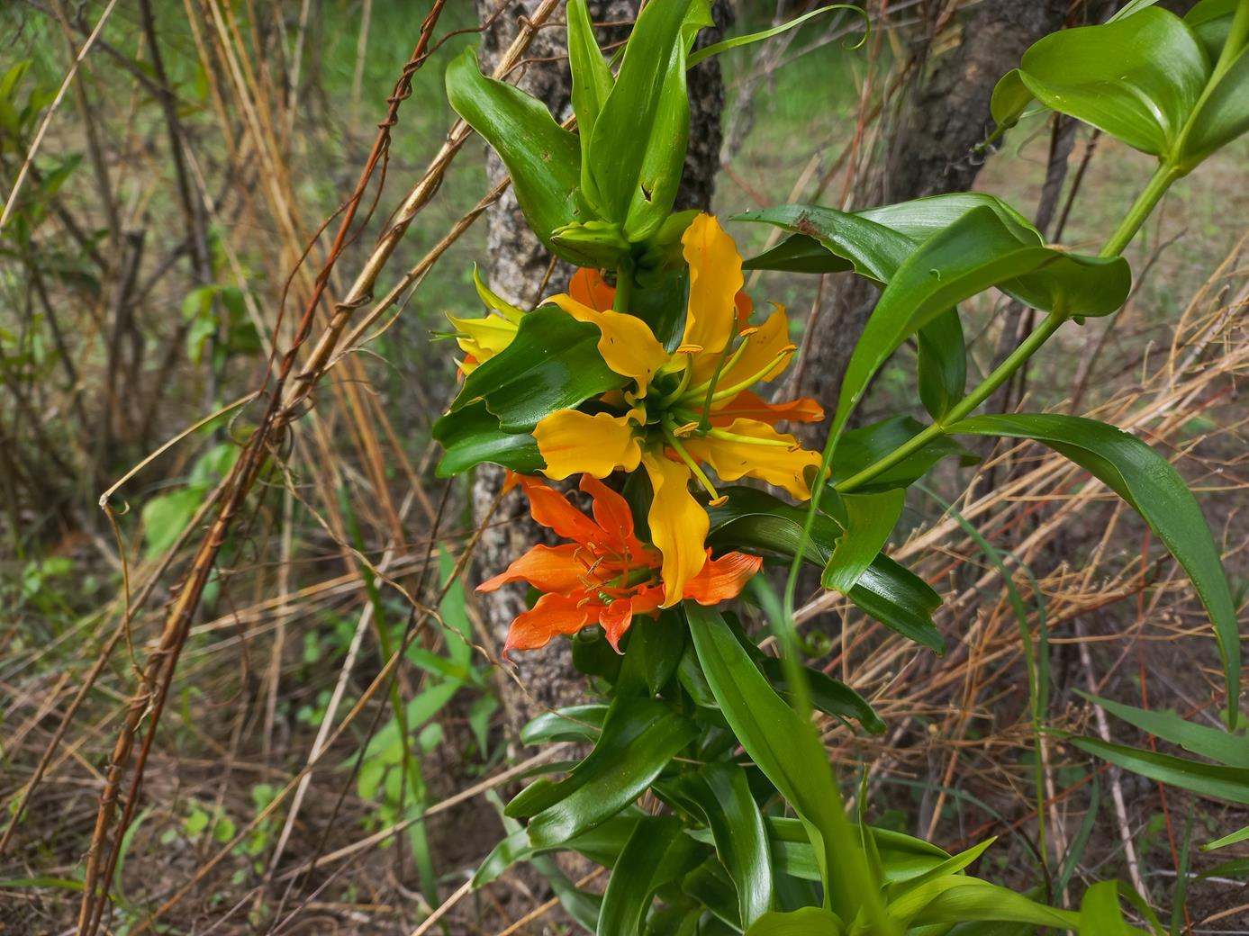 Gloriosa sessiliflora