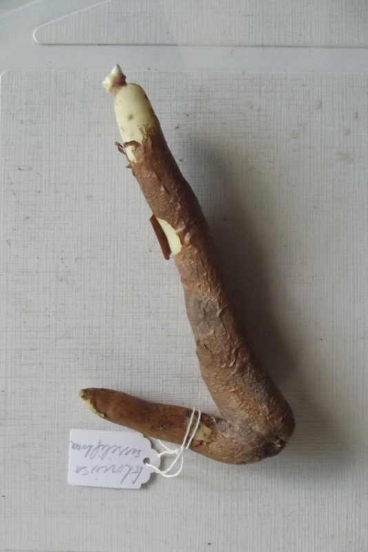 Gloriosa sessiliflora