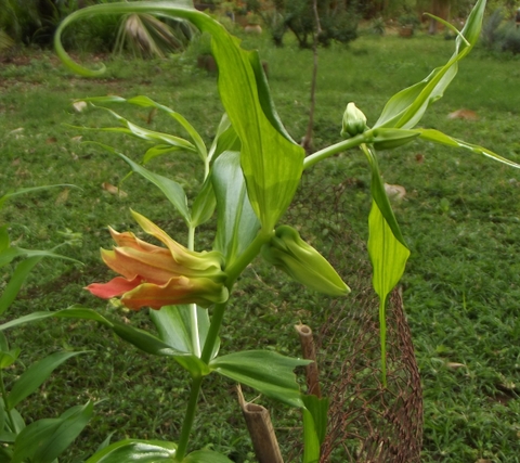 Gloriosa sessiliflora