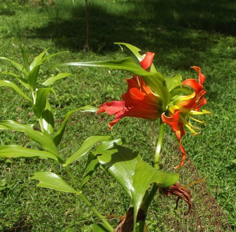 Gloriosa sessiliflora